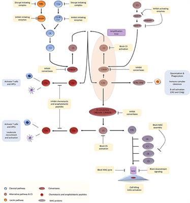 Therapeutic Modulation of the Complement System in Kidney Transplantation: Clinical Indications and Emerging Drug Leads